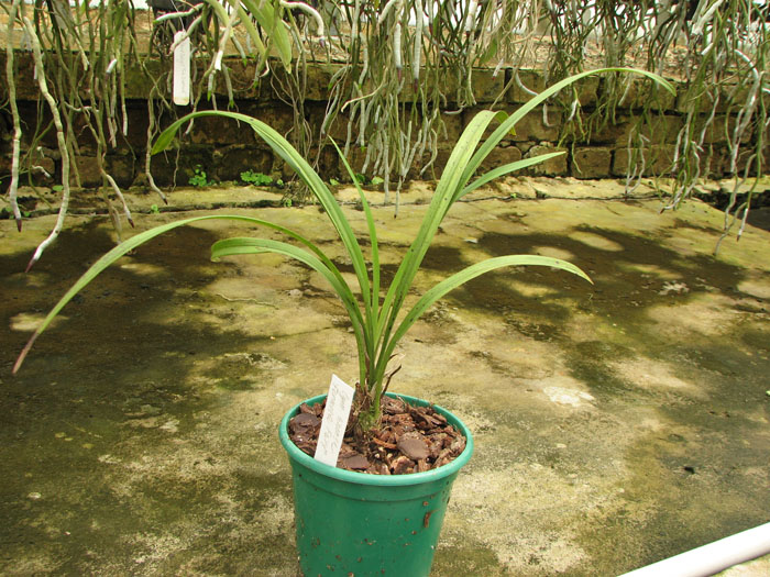 Cymbidium sinense 'Formosa Fairy'.jpg