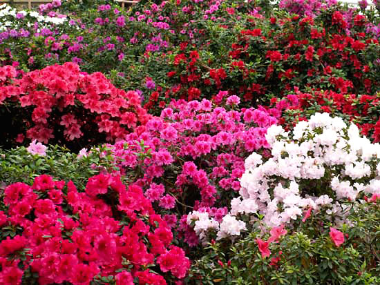 Вот так цветут азалии в нашем ботаническом саду :)))))<br />фото взято с сайта Бот. сада