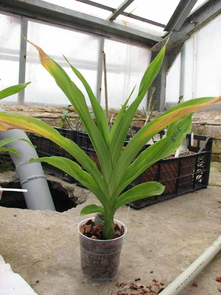 Cycnodes Taiwan Gold 'ORCHIS'.jpg