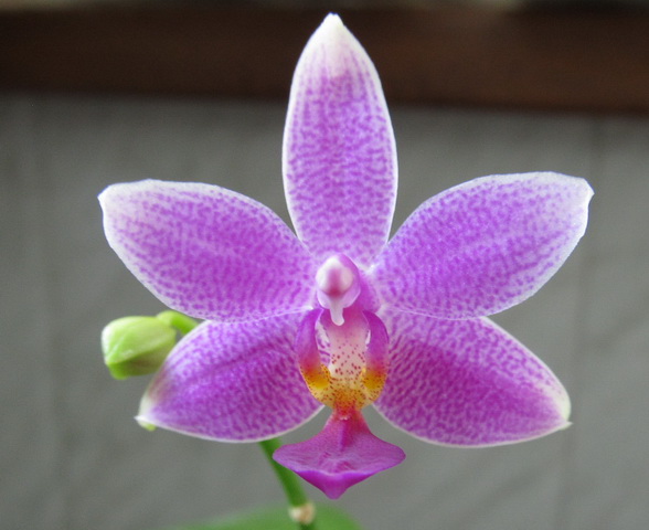 P. violacea var coeralea x P. equestris var coeralea5.jpg