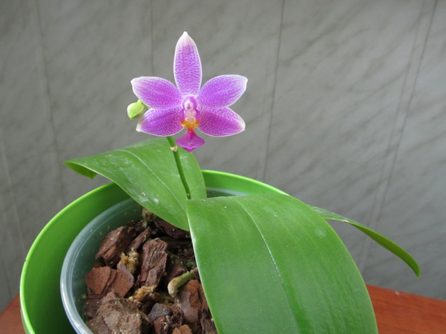 P. violacea var coeralea x P. equestris var coeralea4.jpg