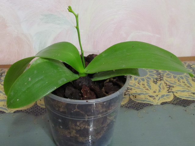 P. violacea var coeralea x P. equestris var coeralea.jpg