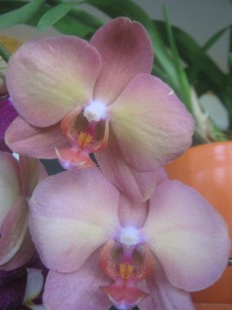 IMG_3550 - копия.JPG