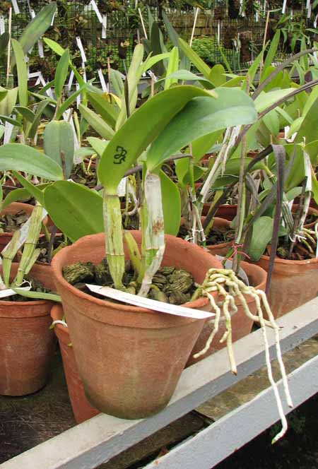 Brassocattleya Cynthia.jpg