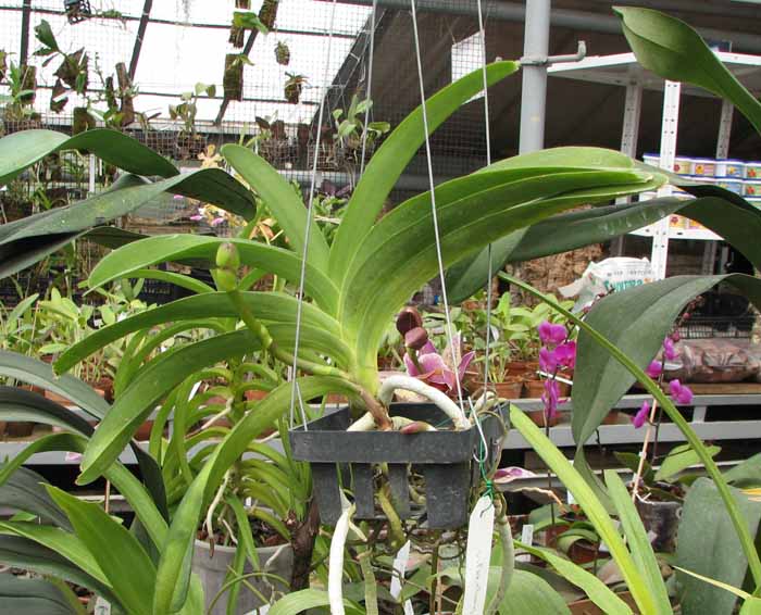 Vanda Pak Chong Blue.jpg