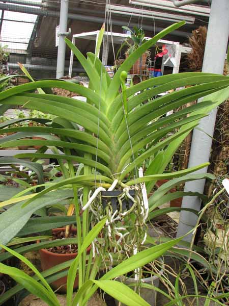 Vanda Robert Delight Blue.jpg