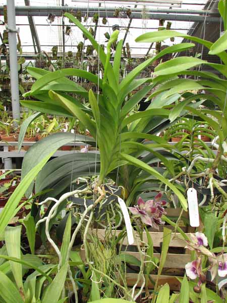 Vanda Rothschildiana.jpg