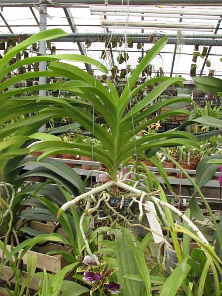 Vanda Manuvadee Pink.jpg