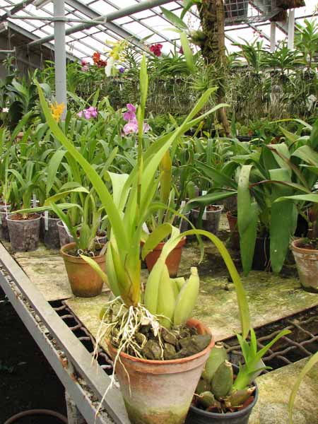 Brassidium Gold Delight.jpg