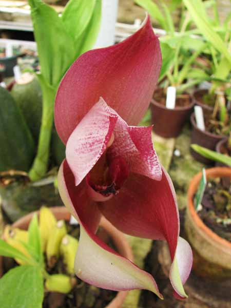 Angulocaste hybrid.jpg