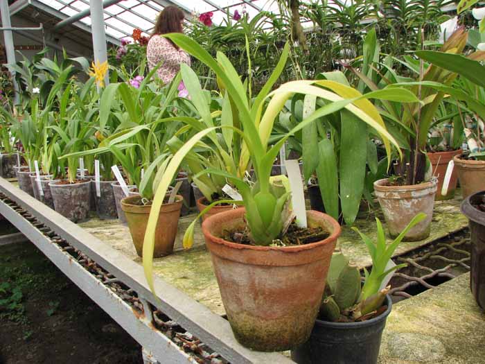 Oncidium Namboh Waltz ‘Boso Sweet’.jpg