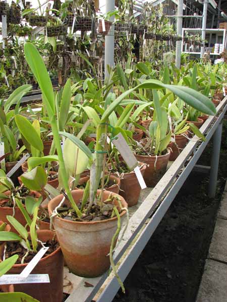 Laelia purpurata russeliana 'Fábula' x Cattleya leopoldii 'Cetro de Esmeraldas'.jpg