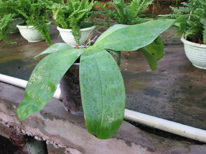Phalaenopsis violacea alba.jpg