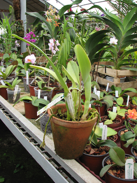 Cattleya trianae 'Fine Variety' (98-8) x Cattleya trianae orlata rosea 'AWZ'.jpg