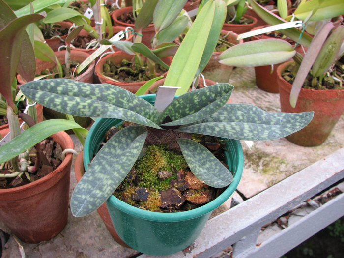 Paphiopedilum Norito Hasegawa (malipoense x armeniacum).jpg