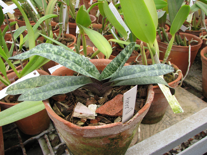 Paphiopedilum armeniacum '#17' x Paphiopedilum vietnamense 'In-Charm'.jpg