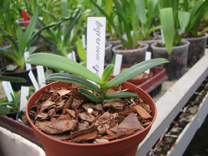 Angraecum equitans.jpg