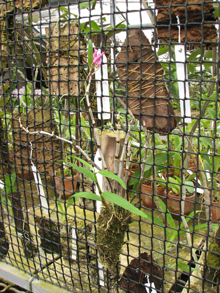 Dendrobium moniliforme Akabana.jpg