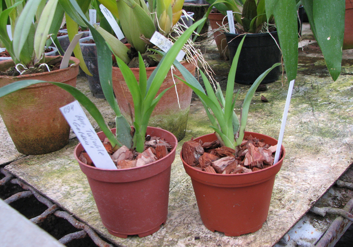 Oncidium Twinkle.jpg