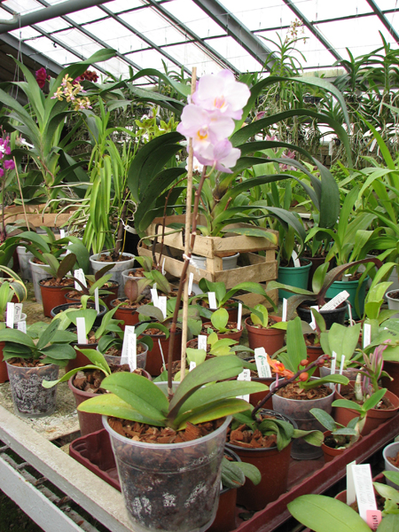 Doritaenopsis Lius Sakura FS.jpg