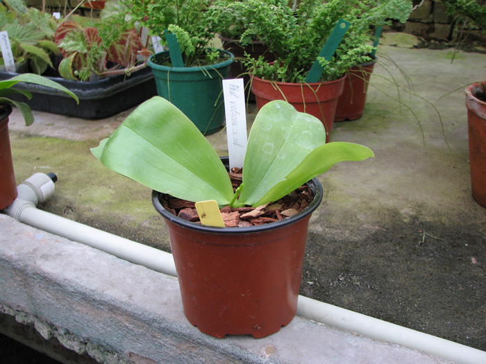 Phalaenopsis violacea.jpg