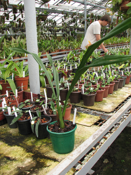 Cymbidium Hoosia 'Jin Hua Shan'.jpg