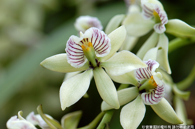 Фото орхидеи Encyclia radiata