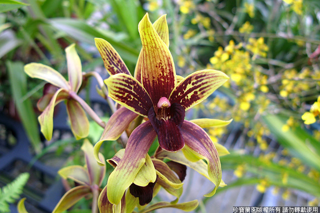 Фото орхидеи Grammatocymbidium Jumbo Elegans