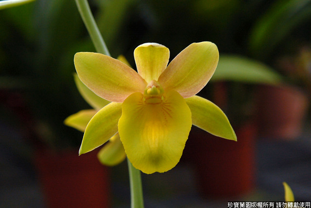 Фото орхидеи Catasellia Jumbo Opal