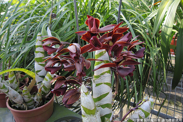 Фото орхидеи Mormodes Midnight