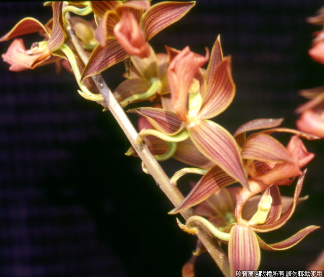 Фото орхидеи Mormodes Jumbo Vulcan