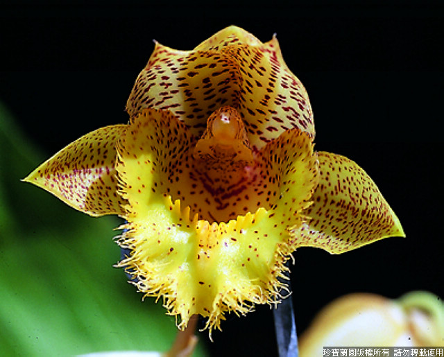 Фото орхидеи Clowesetum Jumbo Lace