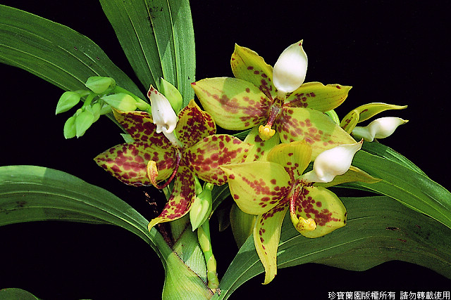 Cycnoches Jumbo Dragon.jpg