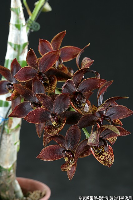 Фото орхидеи Cycnodes Jumbo Erebus