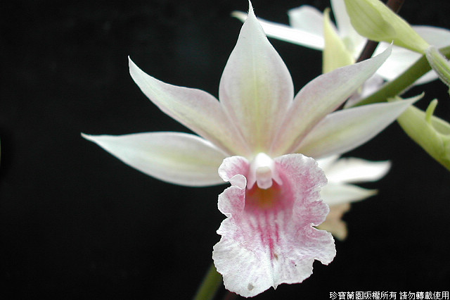 Фото орхидеи Phaiocalanthe Centuari