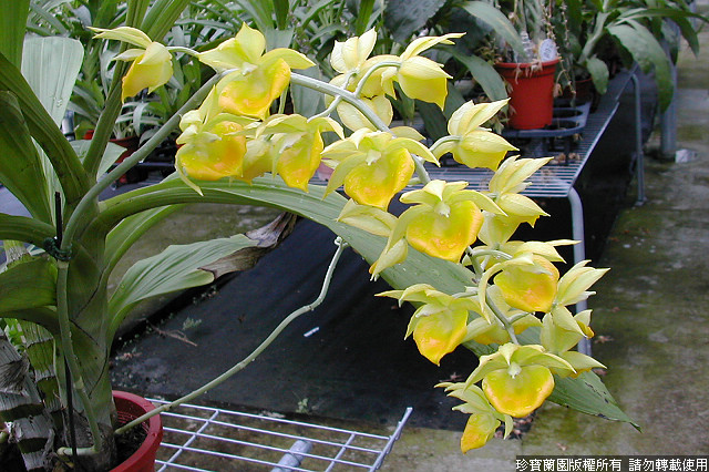 Фото орхидеи Catamodes Jumbo Riot