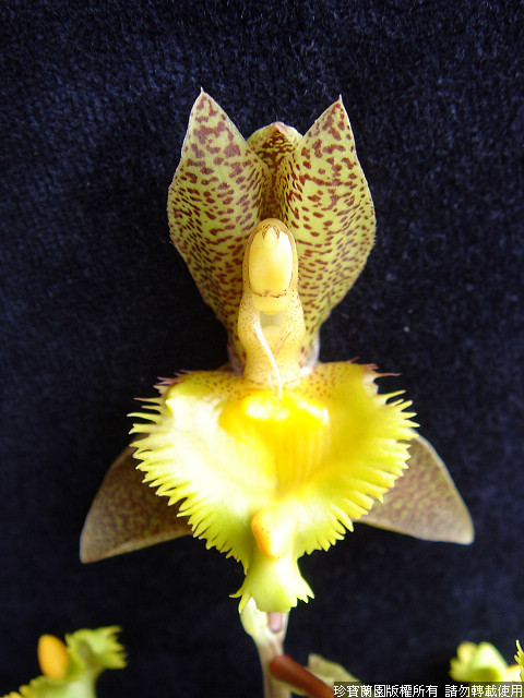 Фото орхидеи Catasetum Jumbo Tycoon