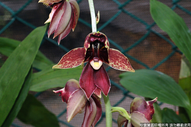 Фото орхидеи Catasetum Jumbo Carnival