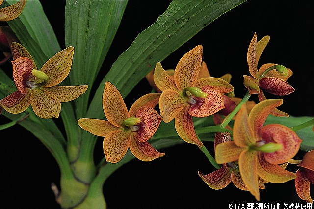 Фото орхидеи Cycnodes Jumbo Jewel 'Great'