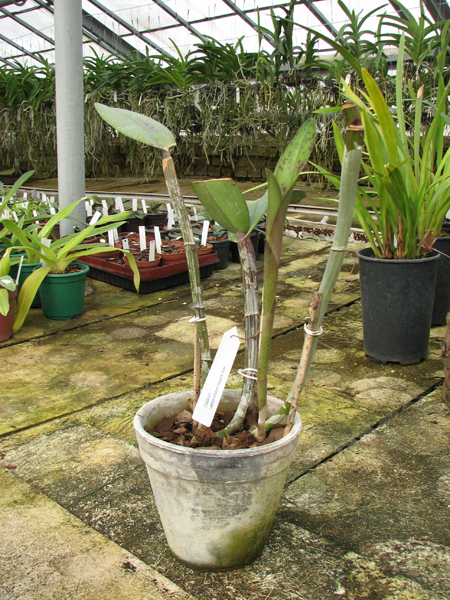 Laeliocattleya Sagarik Wax.jpg