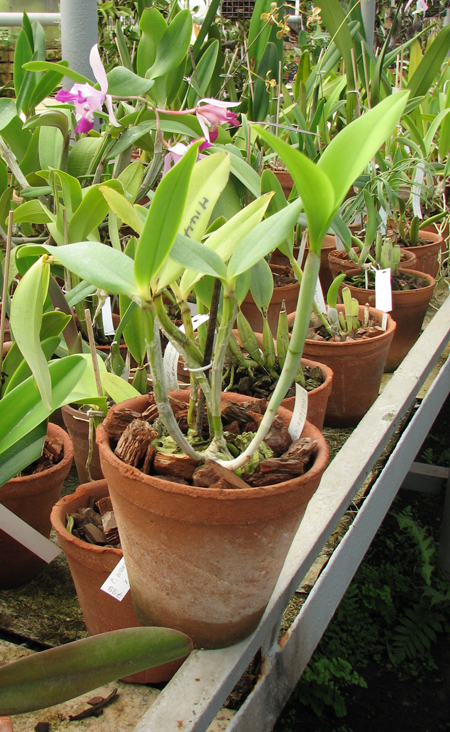 Cattleya Walkerinter.jpg