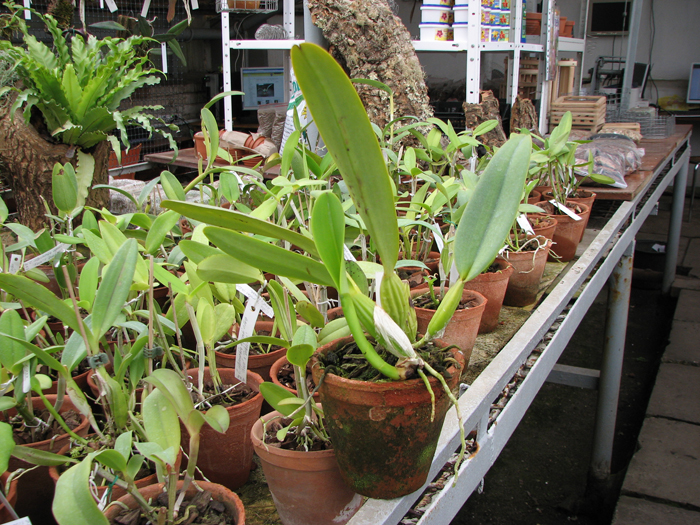 Cattleya labiata coerulea × Cattleya labiata coerulea.jpg