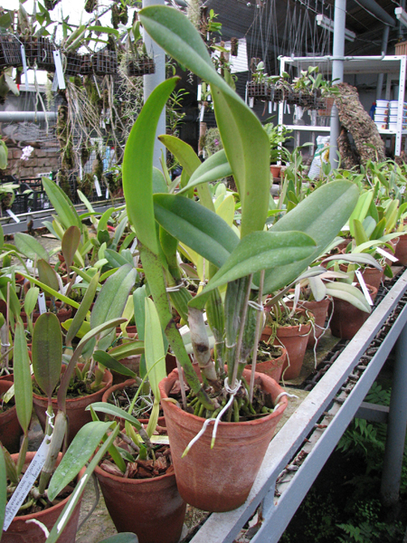 Brassolaeliocattleya Hsinying Flash 'Fire Flame'.jpg