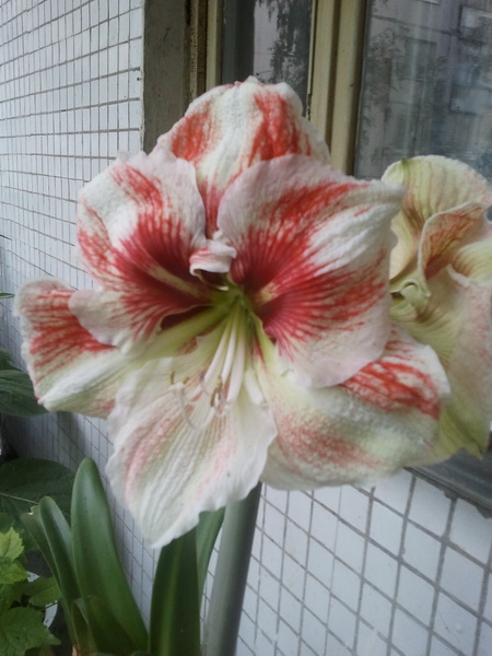 Вот это мой Hurricane.