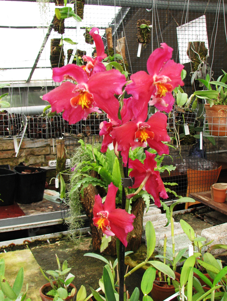 Wilsonara Zoes Fire.jpg