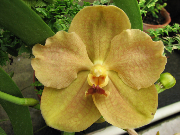 Ascocenda Laurel Paul x Vanda Pranermprai.jpg