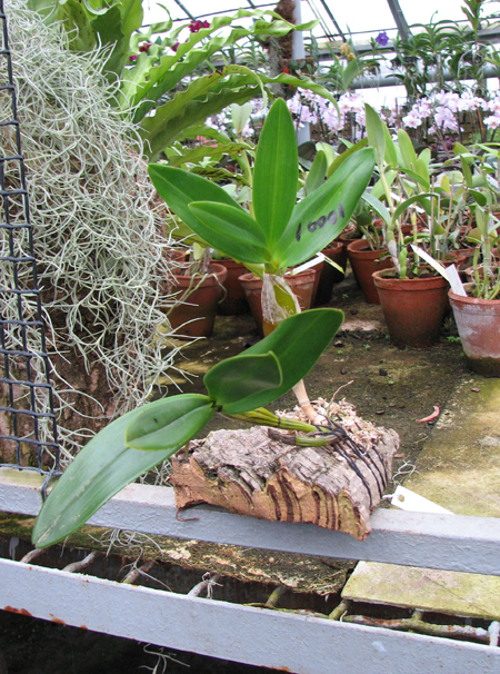 Dendrobium chrysotoxum.jpg