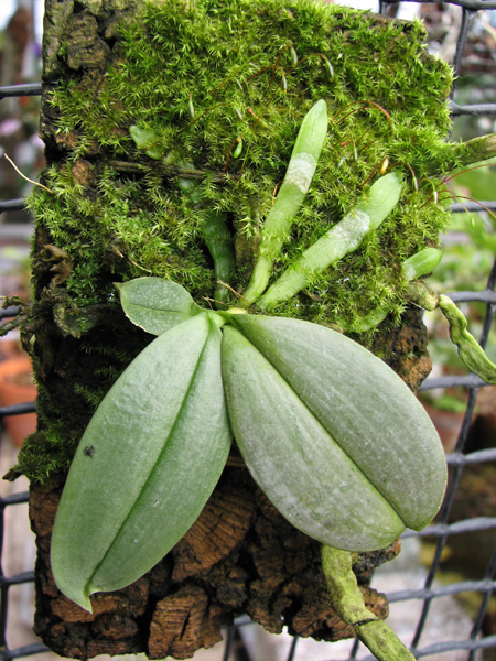 Phalaenopsis parishii.jpg