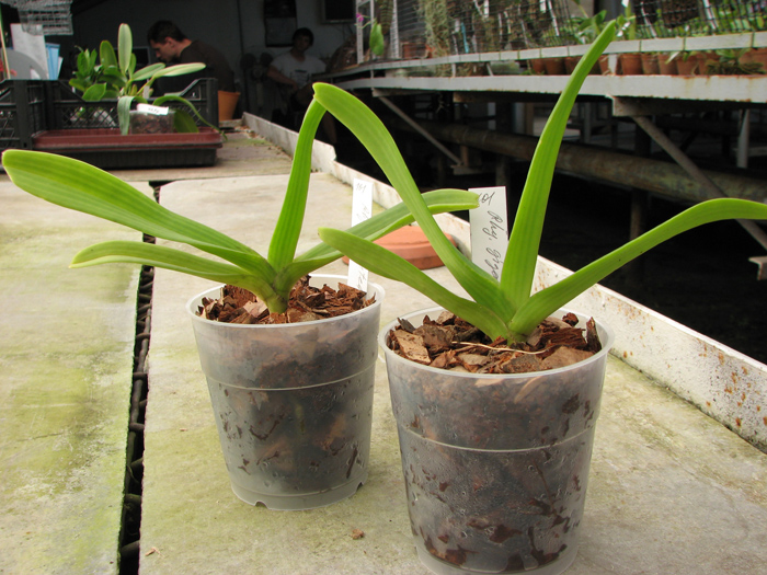 Rhynchostylis gigantea Orange.jpg