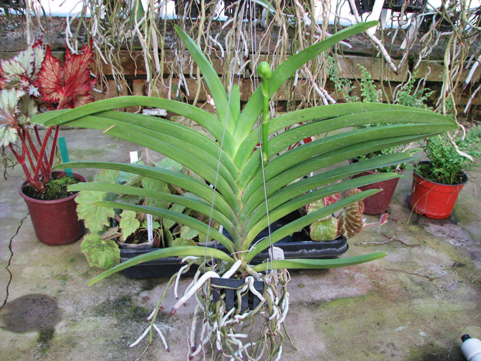 Vanda Robert Delight Blue.jpg